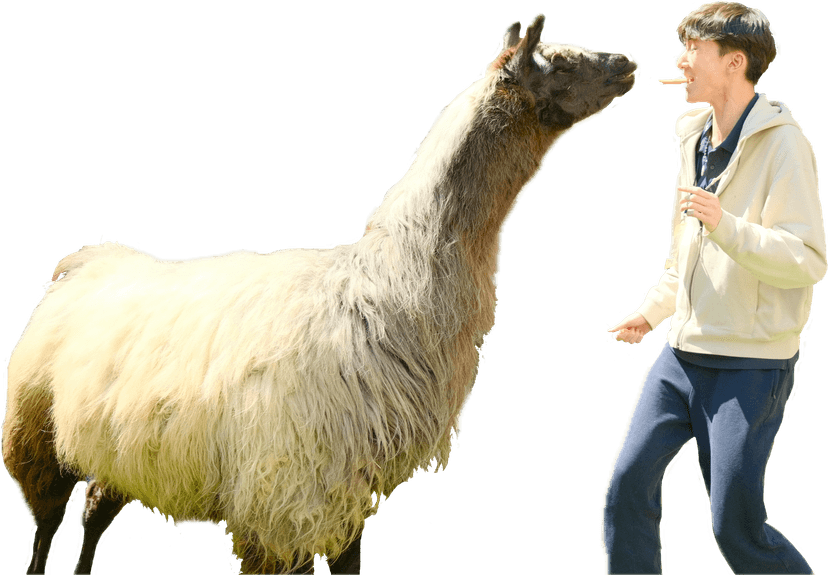 Feeding a llama from my mouth